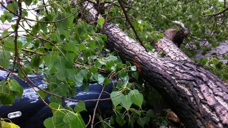 Vântul a făcut prăpăd în ţară. Mai mulţi copaci au fost smulşi din rădăcini, iar o macara a fost doborâtă de vijelie