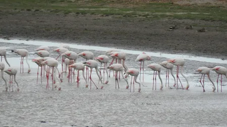 Flamingo în Delta Dunării. Peste 100 de păsări au fost fotografiate pe lacul Tuzla