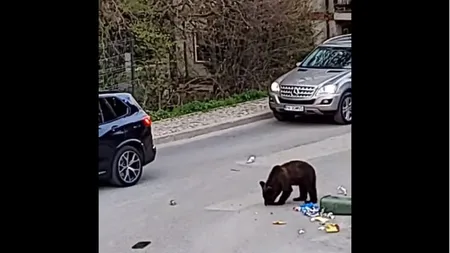 Urs filmat la Sinaia, în timp ce rupe un coş de gunoi. Reacţia internauţilor: 
