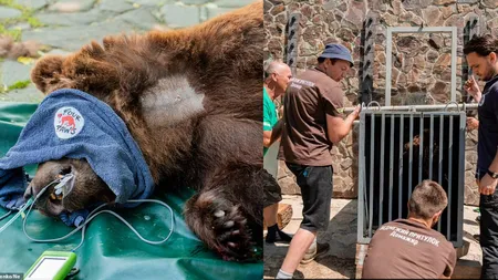 Operațiune de salvare impresionantă. O familie de urși malnutriți a fost scoasă dintr-un hotel izolat unde erau folosiți ilegal pentru divertisment