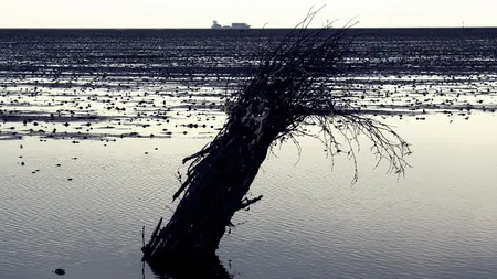 Marea Wadden. Doodle special în cinstea Mării Wadden pe 30 iunie VIDEO