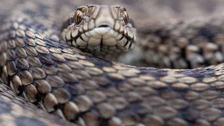 Vipera de stepă, identificată în apropierea Vulcanilor Noroioşi. Este cea mai rară viperă din România