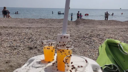 Invazie de buburuze la mare, turiştii se refugiază în apă. Care sunt staţiunile afectate VIDEO