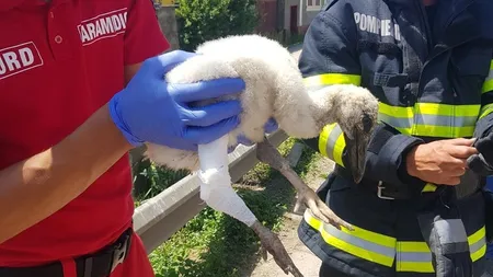 Imaginea zilei vine de la Braşov. Un pui de barză, salvat de pompieri! Micuţului i s-a ataşat o atelă şi a fost urcat din nou în cuib