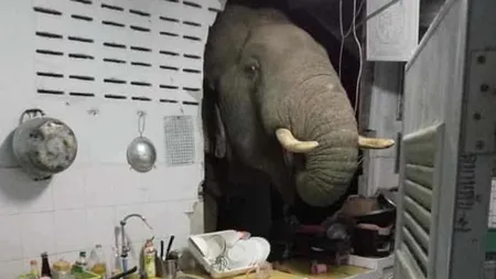 S-au trezit cu un elefant în bucătărie, care le-a spart peretele și căuta mâncare printre rafturi. Imagini incredibile!