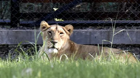 Coronavirusul la animale, o leoaică a murit de Covid, la Grădina Zoologică