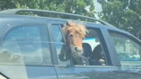 Imagini spectaculoase în Iaşi. Un ponei stă pe bancheta din spate a unei maşini, lângă doi copii, cu capul pe geam VIDEO