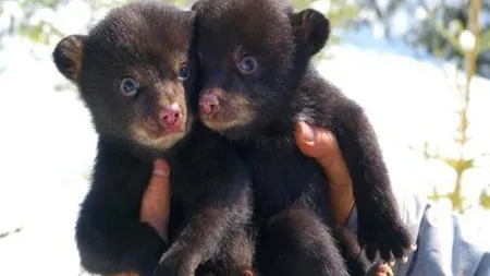 Doi pui de urs, descoperiţi morţi de foame și de frig, în pădurea din zona Cheia