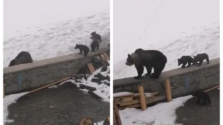 O ursoaică şi trei pui, surprinşi la cabana Bâlea Lac. Salvamontist: 