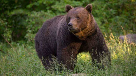 Imagini dramatice! Urs ucis și tranșat de doi braconieri în Dâmbovița. Când au fost prinși, au scos cuțitul la vânători