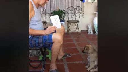 Și-a învățat câinele să numere și să facă calcule matematice. Demonstrația i-a lăsat fără cuvinte pe internauți VIDEO