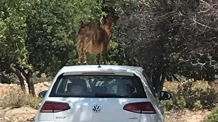 O capră s-a cocoţat pe maşina unui român, în Grecia. Imaginile au devenit virale