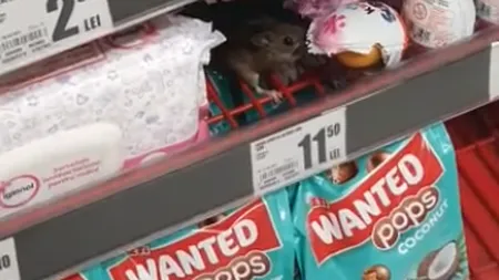 O nouă scenă revoltătoare. Un şoarece a fost filmat mâncând ciocolată, pe rafturile unui supermarket VIDEO