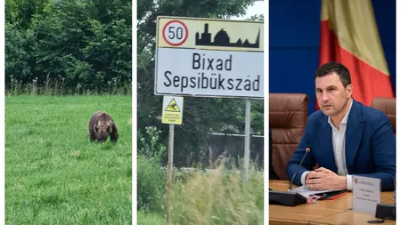 Ministrul Mediului a dat nas în nas cu ursul în drum spre Bucureşti: Nu s-a speriat nici de maşini, nici de oameni
