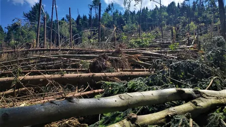Dezastru în județul Suceava. Un ciclon puternic a pus la pământ 14 hectare de pădure