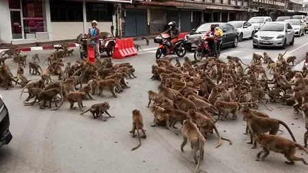 IMAGINI ULUITOARE Sute de maimuţe, organizate în două grupuri rivale, se bat pe mâncare în plină stradă VIDEO