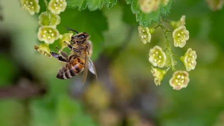 Miere de Manuka. 10 beneficii DOVEDITE! Iata cum o poti folosi pentru sanatatea ta