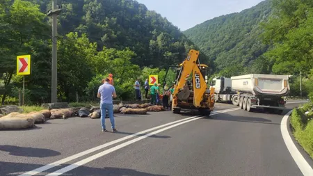 Două TIR-uri cu porci s-au răsturnat luni. Trafic perturbat pe Valea Oltului şi A2