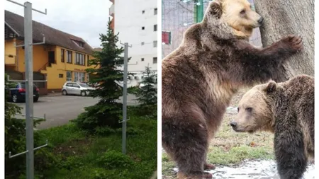 Pungi de gunoi atârnate în copaci, soluţia unui primar pentru a scăpa de urşi. Localnicii sunt furioşi: 