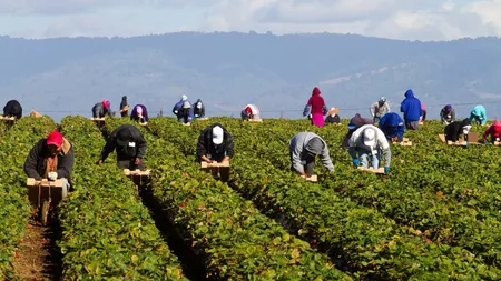 La ce trebuie să fie atenţi românii care muncesc în străinătate. Ce trebuie să apară în contractul de muncă