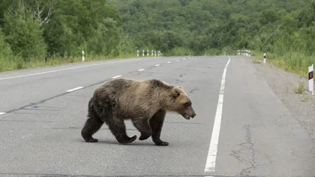 Urşii continuă să facă probleme în Harghita. 26 de apeluri la 112 în doar patru zile. Au fost emise mesaje RO-ALERT