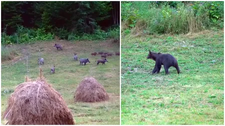 Urșii înfometați, filmați în timp ce fură hrana mistreților. 