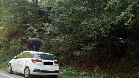 Urs urcat pe o mașină, filmat într-o zonă turistică din Argeș