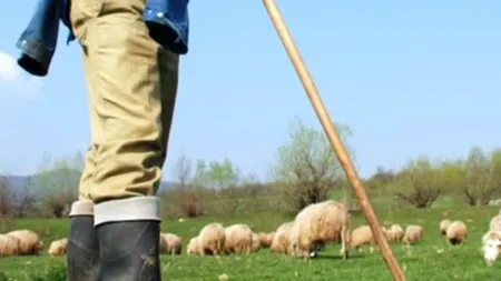 Un cioban din Iaşi şi-a înjunghiat iubita în zona intimă, 