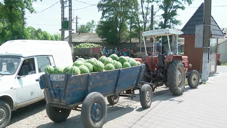 Pepeni româneşti, cu doar 50 de bani kilogramul. Locul din România unde cultivatorii vând lubeniţele la preţuri derizorii