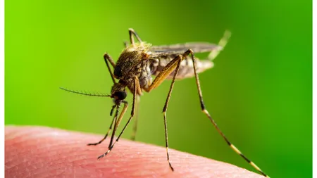 Invazie de ţânţari în România. Au fost confirmate trei cazuri de infecţie cu virusul West Nile