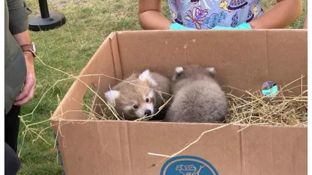 Doi pui de panda roşu s-au născut la ZOO Braşov. Premieră în România