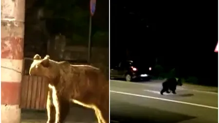 Bărbat atacat de urs la Comarnic. Victima s-a ales cu leziuni grave