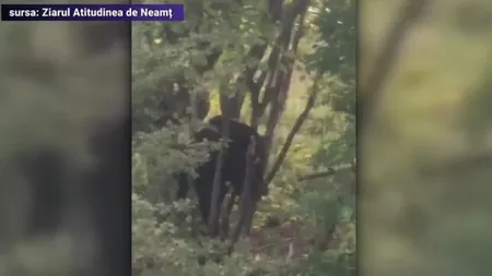 Urs prins 12 ore într-un gard. Animalul urla de durere, dar nu s-a intervenit din cauza lipsei unui contract