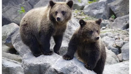 Turism RO-Alert la Tuşnad. Turiştii străini dau bani ca să vadă urşii gunoieri