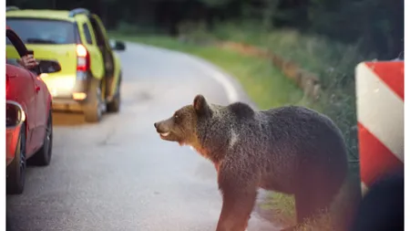 Alertă în Bicaz Chei. Trei urşi au apărut în localitate, în momente diferite
