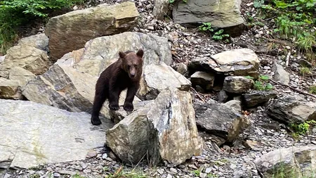 Bărbat atacat de urs în timp ce se afla pe câmp. A fost emis mesaj RO-ALERT