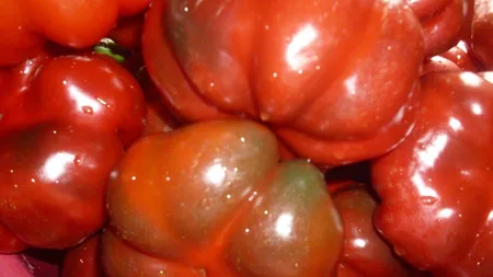 Gogoşari în oţet. Cum îi pune Jamila şi ies delicioşi