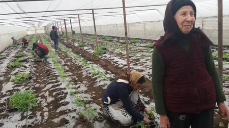 VIDEO! Cum îşi bat joc supermarketurile de micii legumicultori din România: 