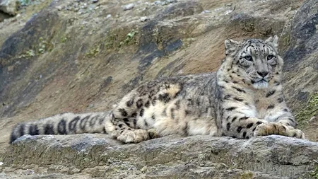 Trei leoparzi ai zăpezilor au murit de Covid. Au contractat virusul în octombrie