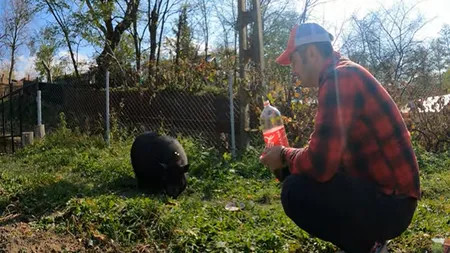 Porcul vietnamez din România care e dependent de Coca-Cola. Goppo bea nu mai puțin de doi litri pe zi din acest suc și a cucerit inimile tuturor românilor