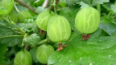 Fructul nebănuit care are de 20 de ori mai multă vitamina C decât portocalele. Face minuni pentru frumusețe și are rol antiviral!