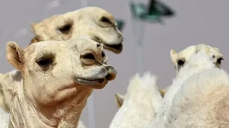 Zeci de cămile, descalificate de la un concurs de frumuseţe. Motivul: Aveau BOTOX injectat și lifting facial