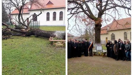 Gorunul lui Arsenie Boca s-a prăbuşit din senin. Fusese plantat chiar de părinte, după absolvirea liceului