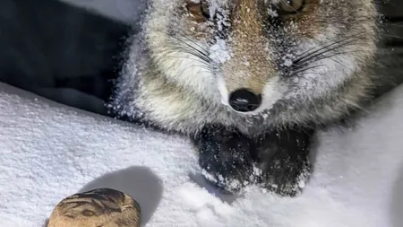 IMAGINI ADORABILE Ce face Hulpy pentru mâncare! Vulpiţa s-a aciuat de ceva timp pe lângă Staţia Meteo de la Vârful Omu VIDEO