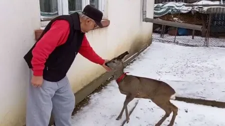 Mădălina este căprioara care a impresionat tot internetul. Animalul a fost salvat de la moarte de un bărbat din Botoșani
