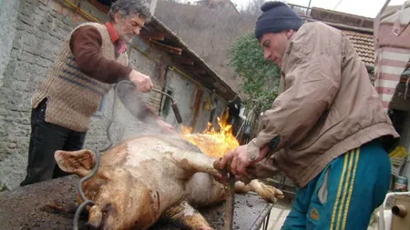 Ce amendă colosală riscă țăranii români dacă își vând porcul din curte