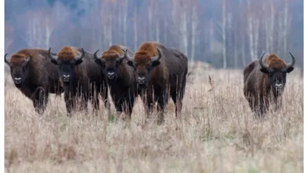 Zimbrul a reapărut în România după 200 de ani. Unde poate fi văzut