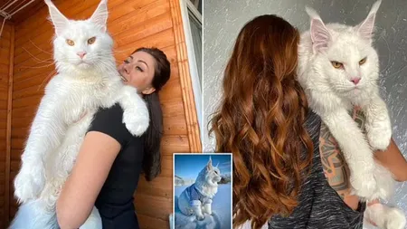 Așa arată cea mai mare pisică din lume. Are 12 kg și e încă în creștere! Imaginile care i-au lăsat mască pe internauți: 
