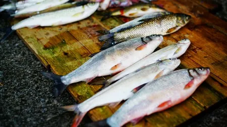 Carasul fără oase, scos pe piaţă de chinezi. Este un peşte popular în China pentru carnea sa fragedă
