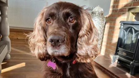 Moment emoționant! Cățelușa Cassie și-a revăzut stăpânii, la opt ani după ce a fost furată din grădina familiei - VIDEO